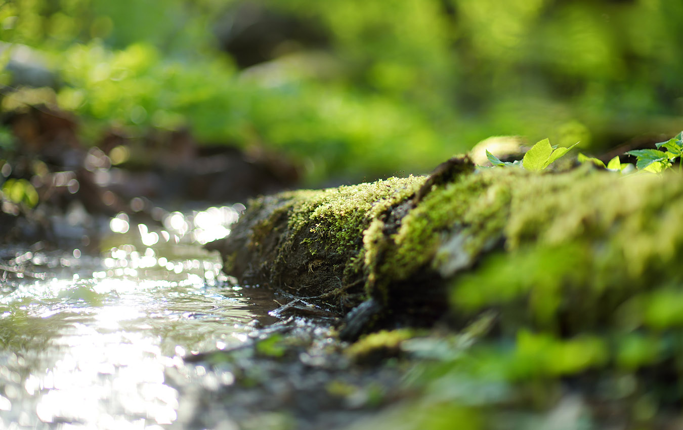 Πεζοπορία στον Παρνασσό